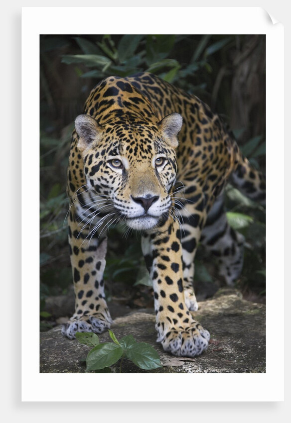 Jaguar in forest in Belize by Anonymous