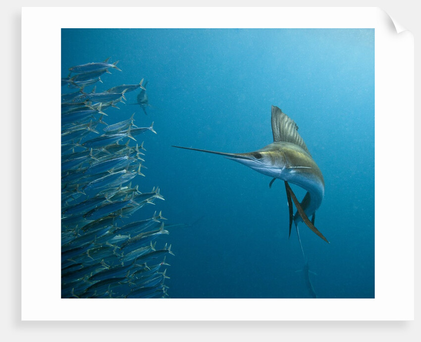Sailfish feeding on Brazilian sardines by Anonymous