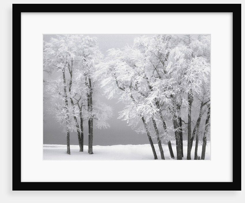 Foggy winter day at Bear Lake by Anonymous