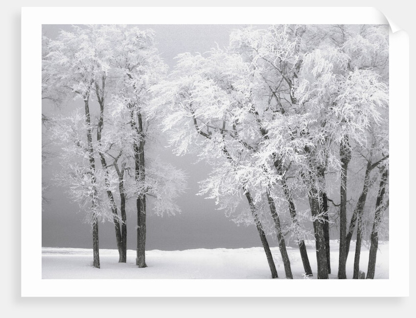 Foggy winter day at Bear Lake by Anonymous