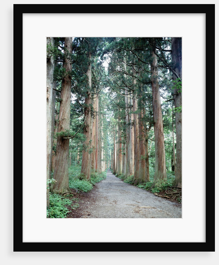 Row of Japanese Cedar by Anonymous