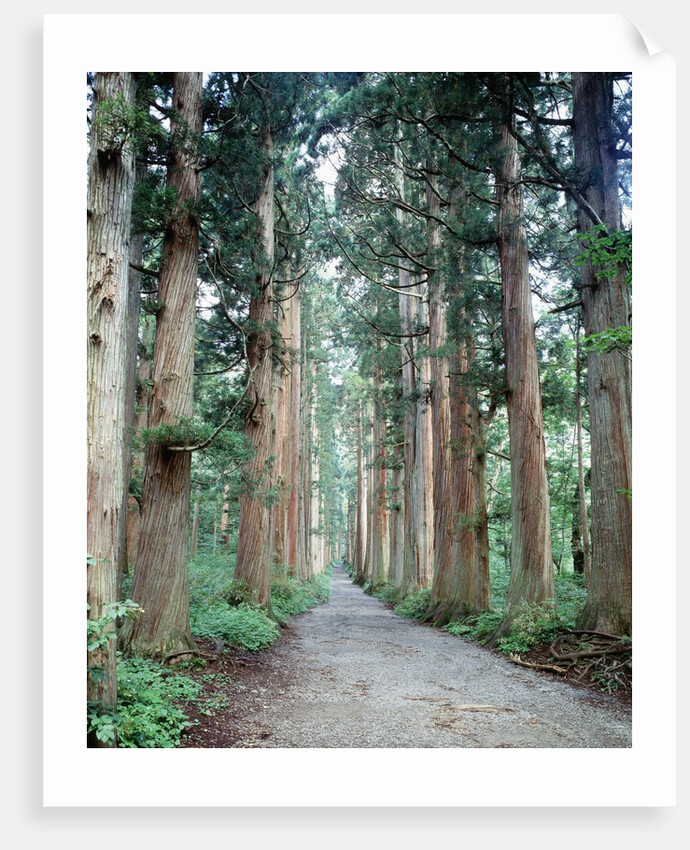 Row of Japanese Cedar by Anonymous