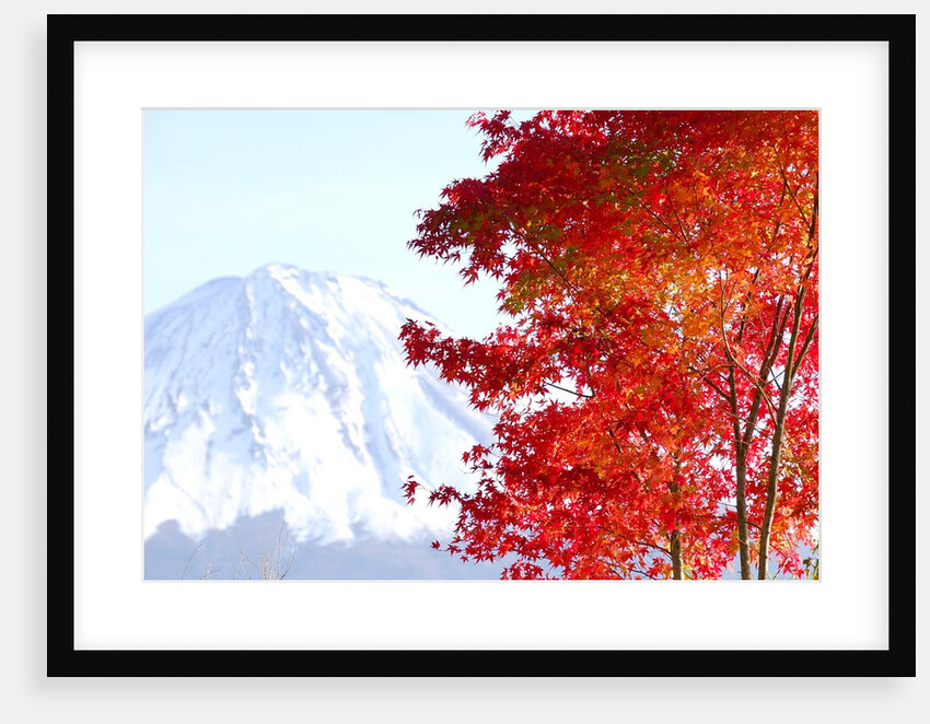 Mt. Fuji and Japanese maple tree in autumn, Yamanashi Prefecture, Honshu, Japan by Anonymous
