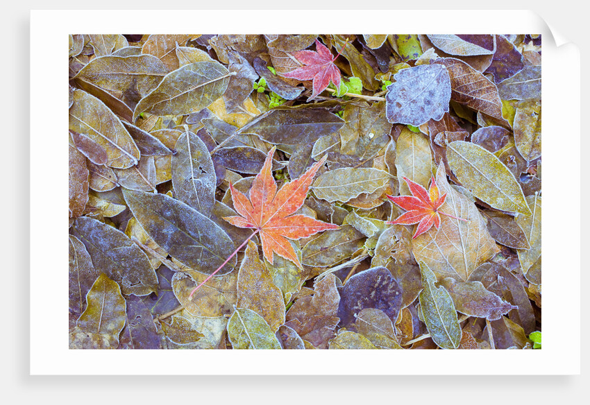 Leaves on ground covered in frost by Anonymous