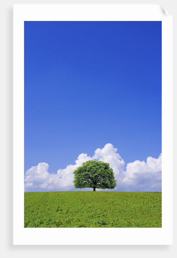 Single tree in a field under a blue sky. Hokkaido, Japan by Anonymous