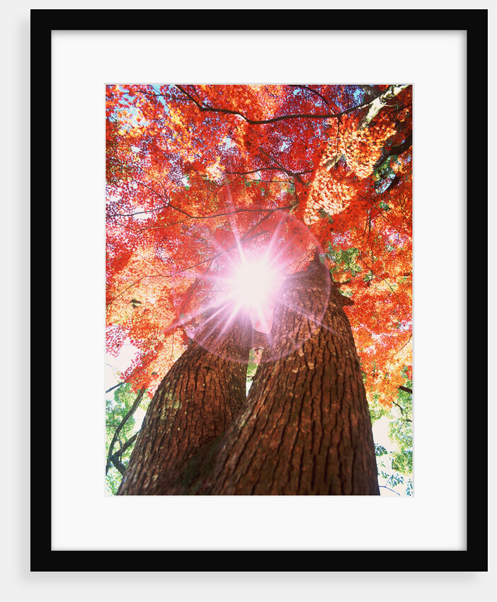 Sunlight shining through trees by Anonymous