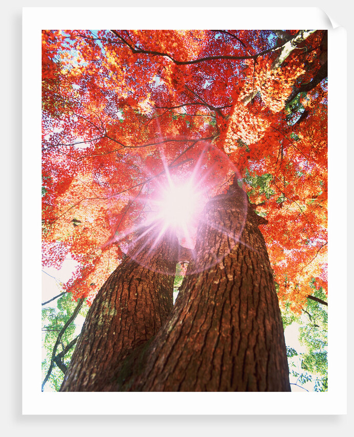 Sunlight shining through trees by Anonymous