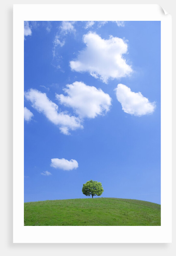 Single tree in a field under a blue sky. Hokkaido, Japan by Anonymous