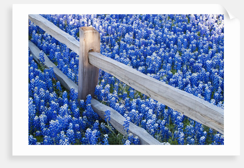Bluebonnets along fenceline by Anonymous