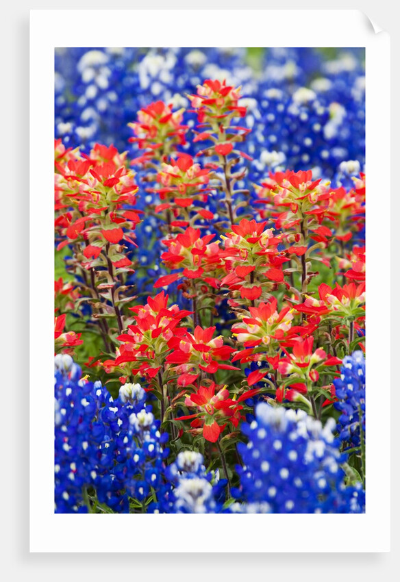 Indian paintbush and bluebonnet flowers by Anonymous