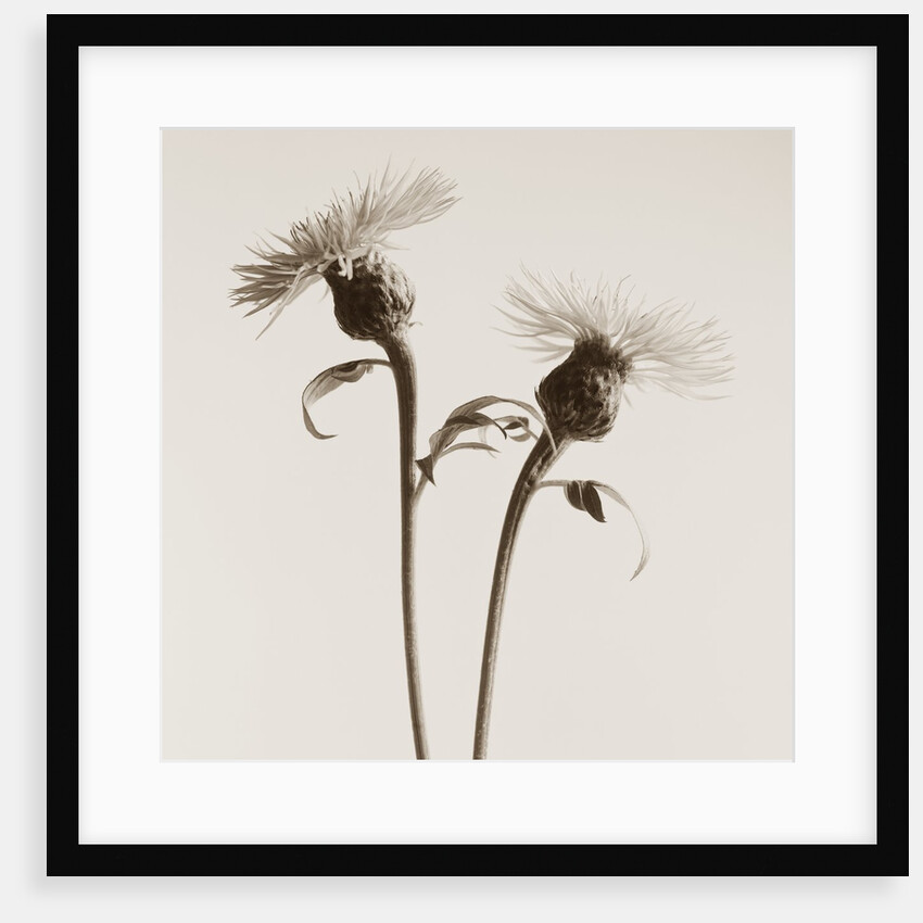 Bachelor Buttons by Tom Marks