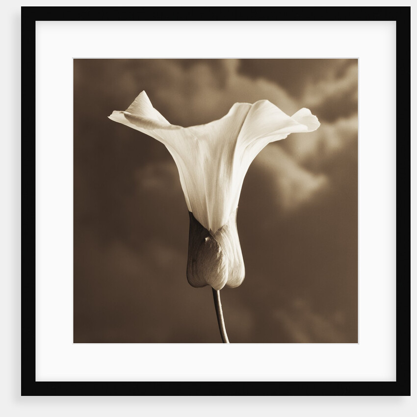 Morning Glory by Tom Marks