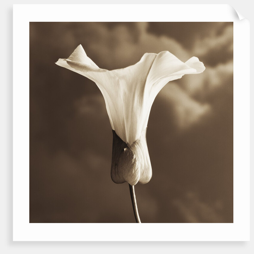 Morning Glory by Tom Marks