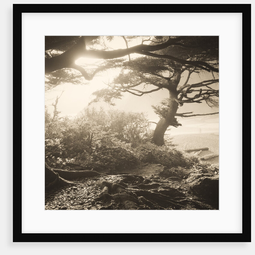 Oregon Coast Path by Tom Marks