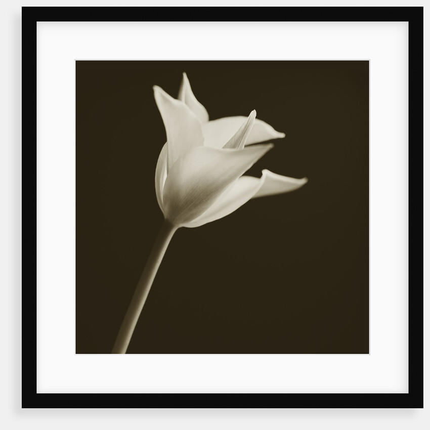 Tulip by Tom Marks