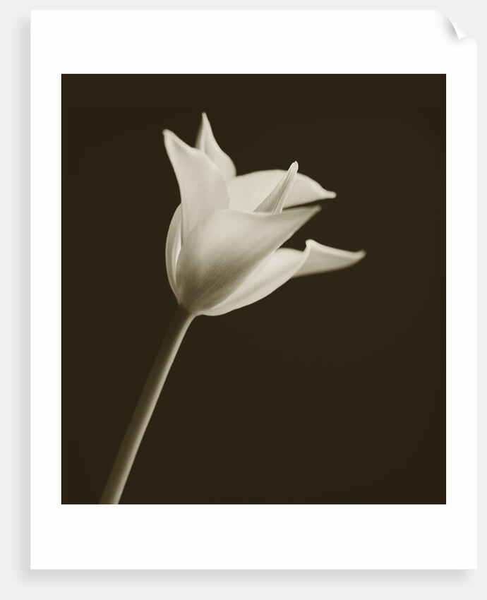 Tulip by Tom Marks