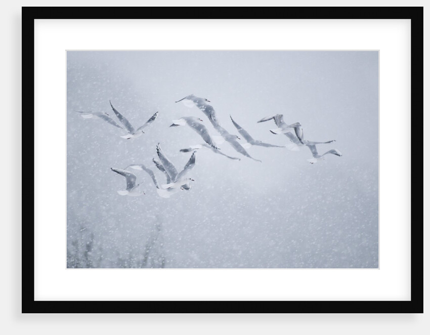 Flock of Black-headed gull flying in blizzard by Anonymous