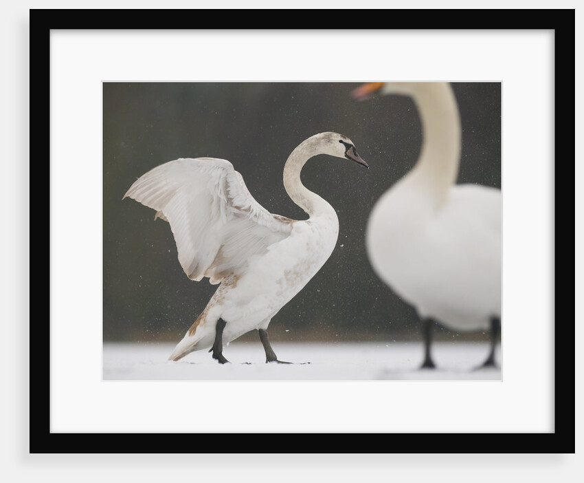 Mute swans in winter by Anonymous