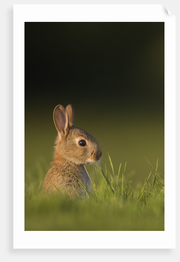 Baby Rabbit in grass by Anonymous