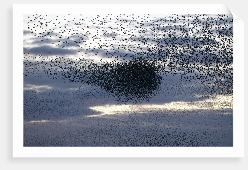 Mass of Starlings flying at twilight by Anonymous