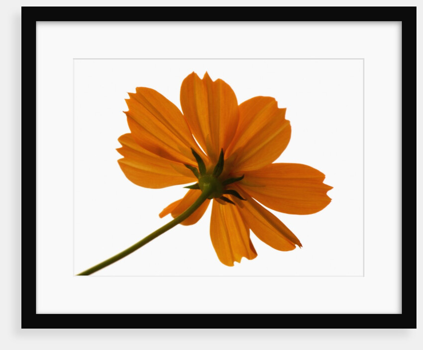 Close-up of an orange flower by Anonymous