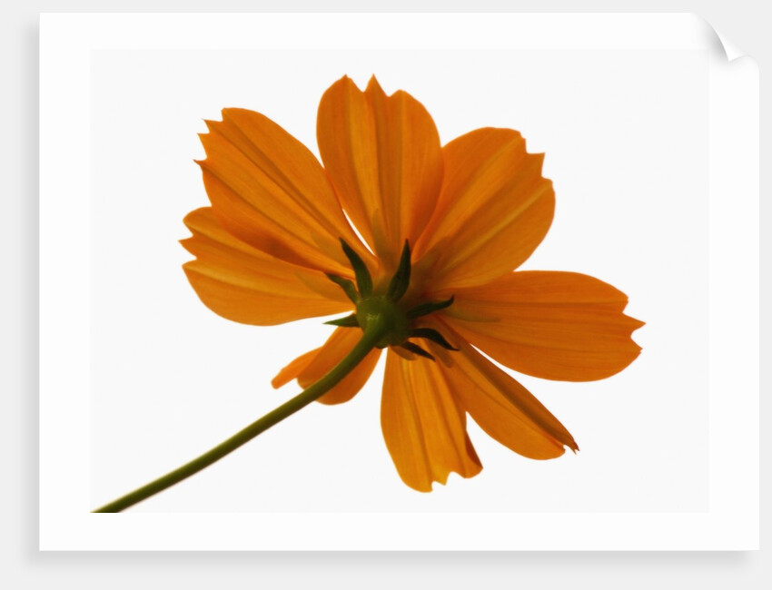 Close-up of an orange flower by Anonymous