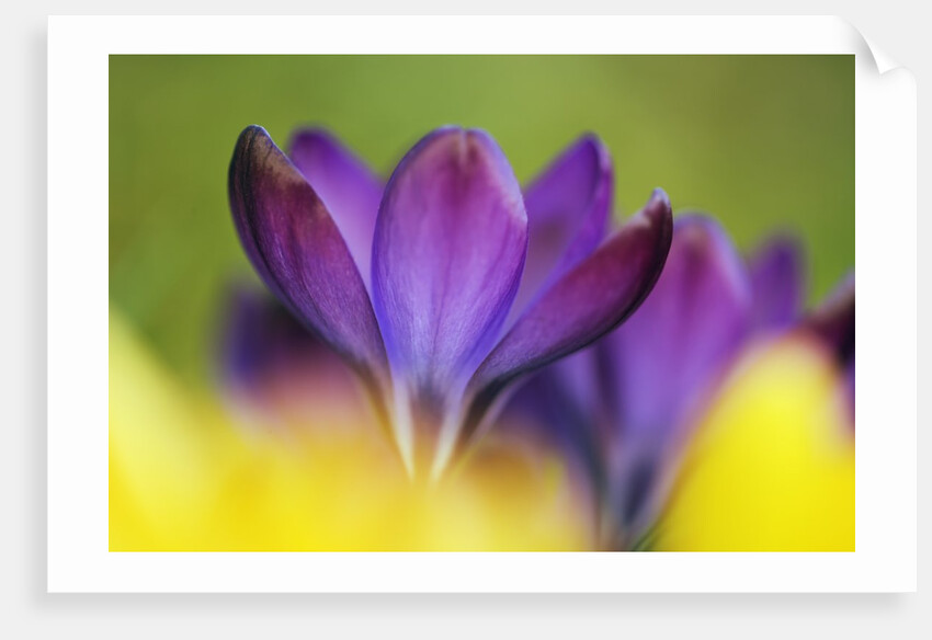 Crocus by Anonymous