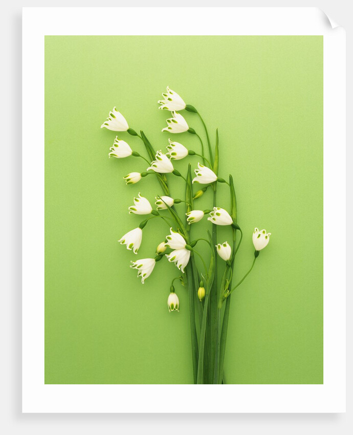 Snowflake by Anonymous