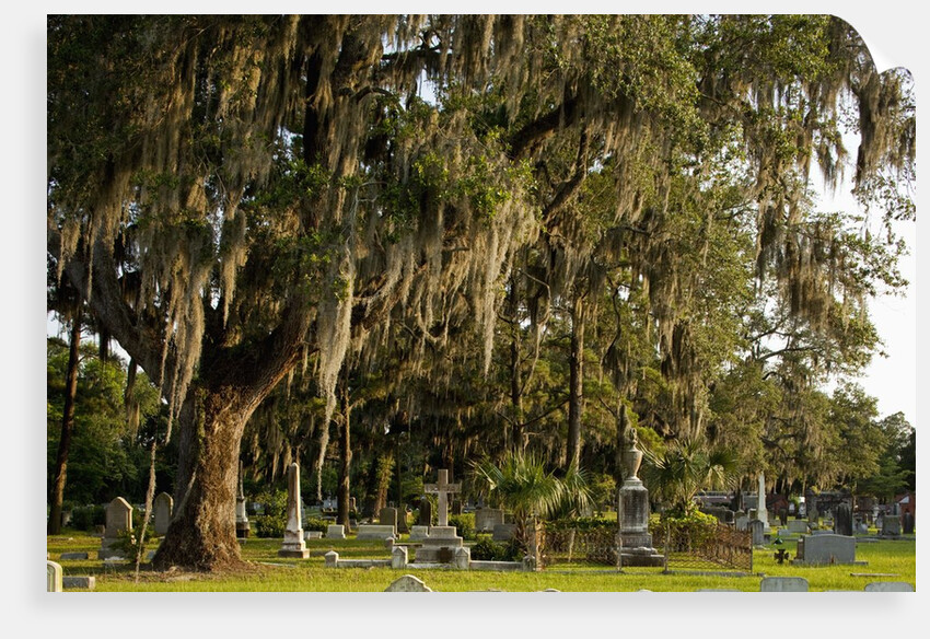 Gravestones and trees draped in Spanish Moss in Bonaventure Cemetery