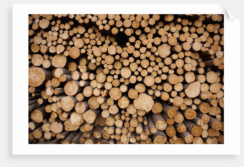 Log Pile at Sawmill, Gulliver, Michigan by Anonymous