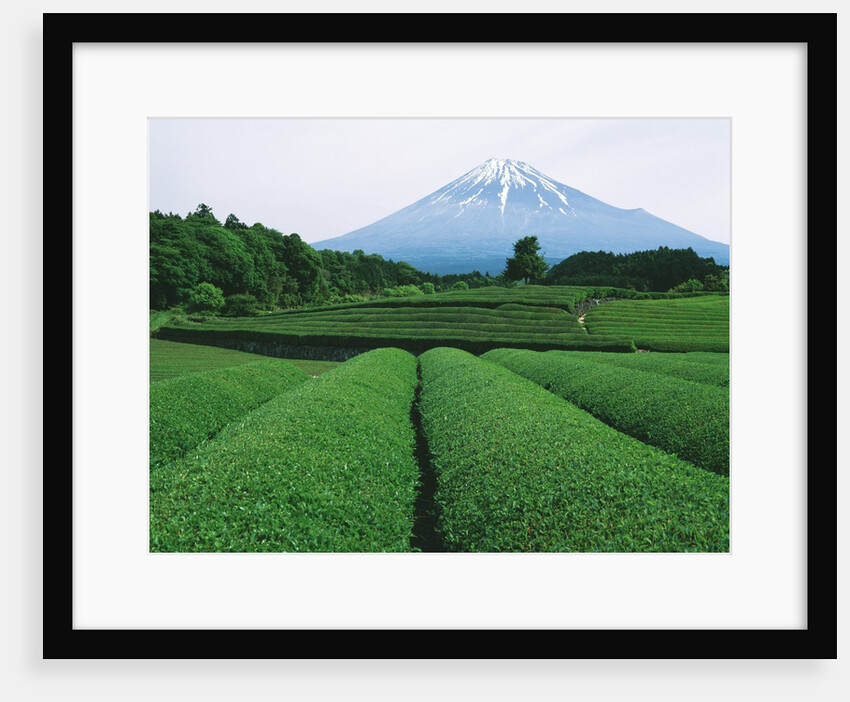Mt. Fuji from tea plantation, Fujinomiya city, Shizuoka prefecture, Japan by Anonymous