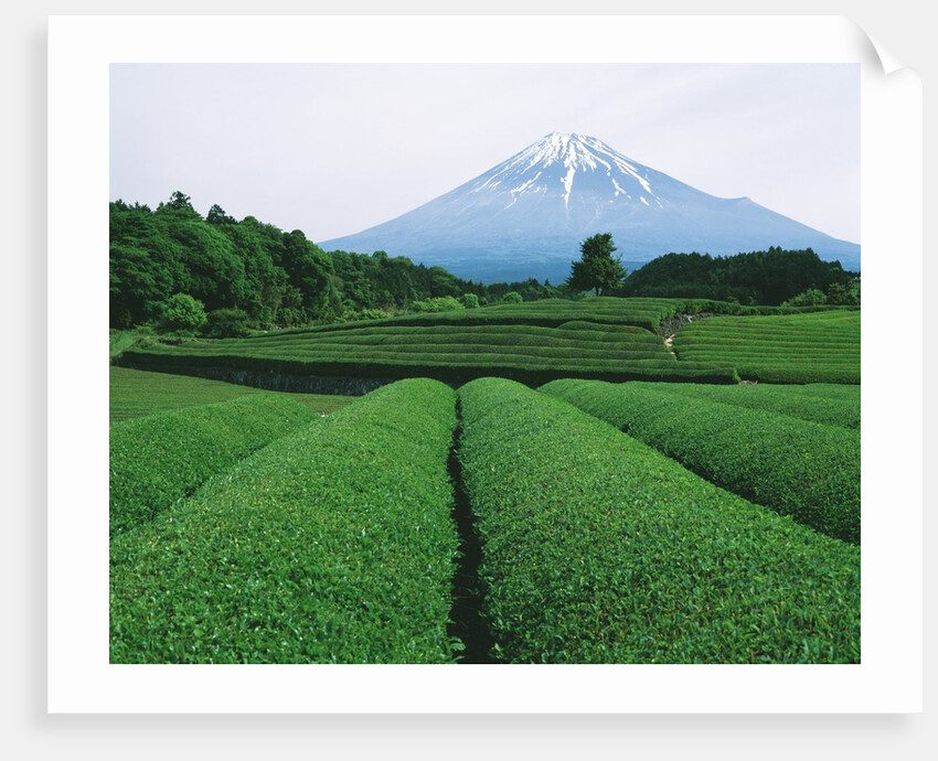 Mt. Fuji from tea plantation, Fujinomiya city, Shizuoka prefecture, Japan by Anonymous