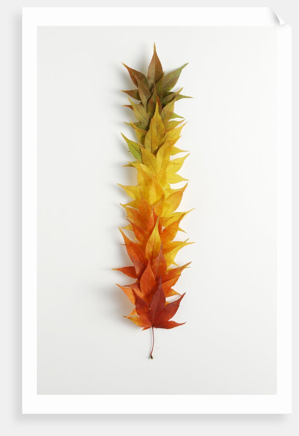 Autumn Foliage by Anonymous