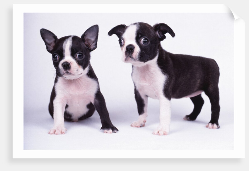 French Bulldog, white background by Anonymous