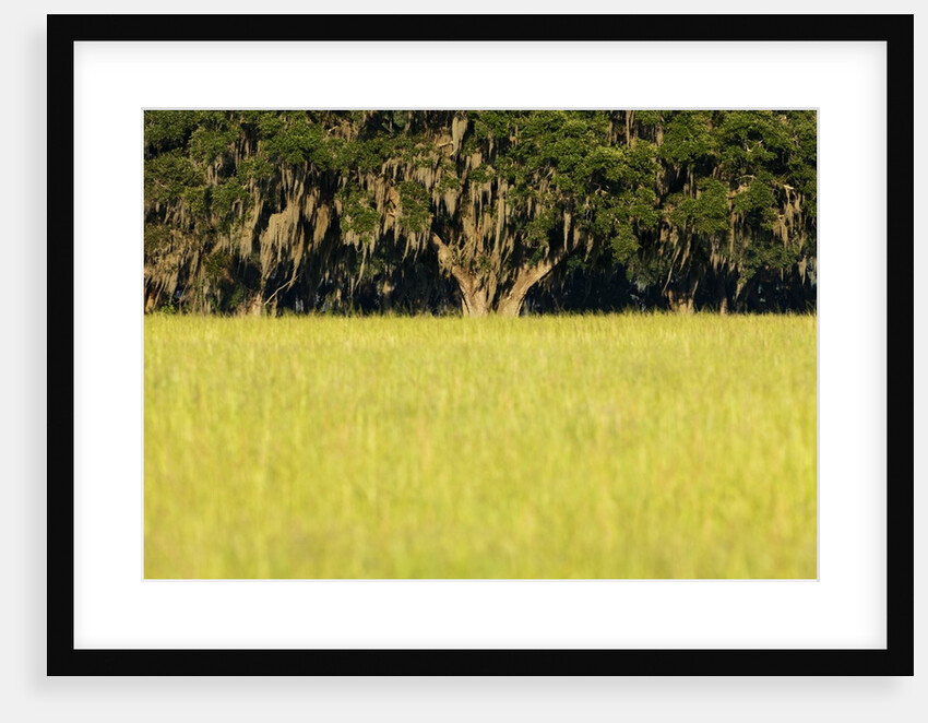 Spanish Moss, Pineland, Florida by Anonymous