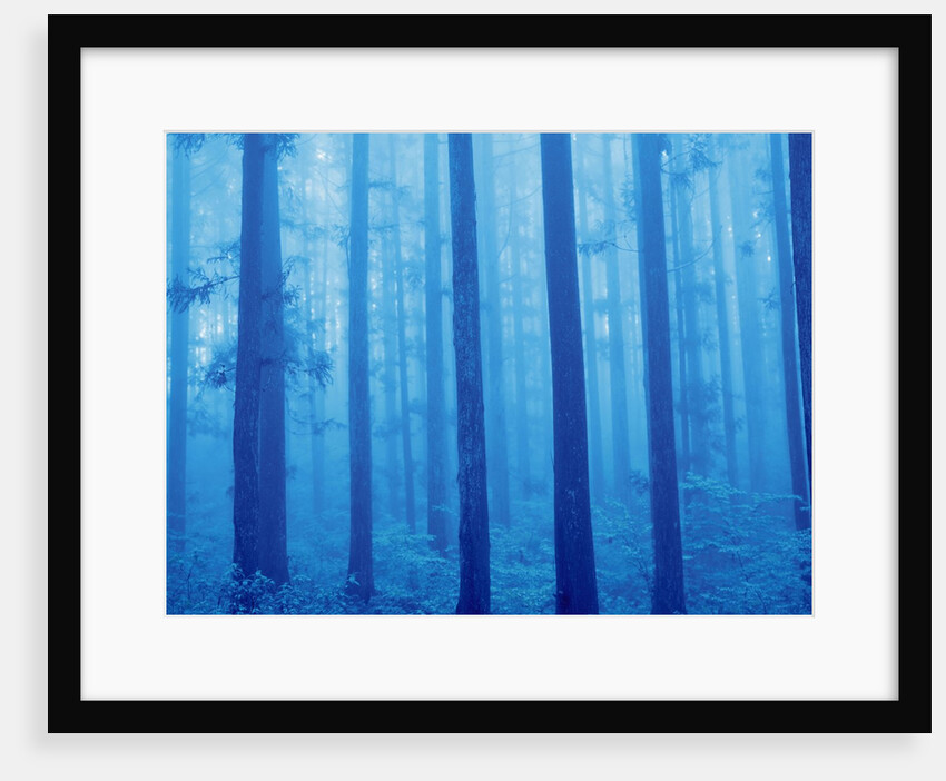 Grove of Japanese cedars, toned image, Gunma prefecture, Japan by Anonymous