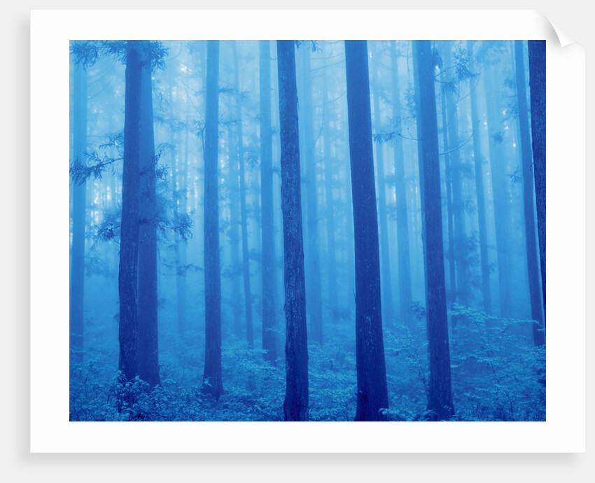 Grove of Japanese cedars, toned image, Gunma prefecture, Japan by Anonymous