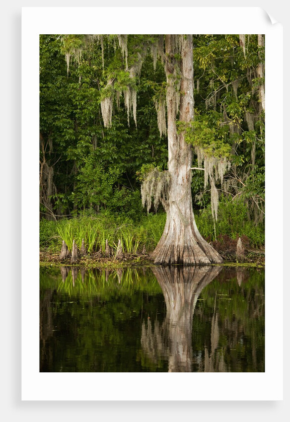 Bayou, New Orleans, Louisiana by Anonymous