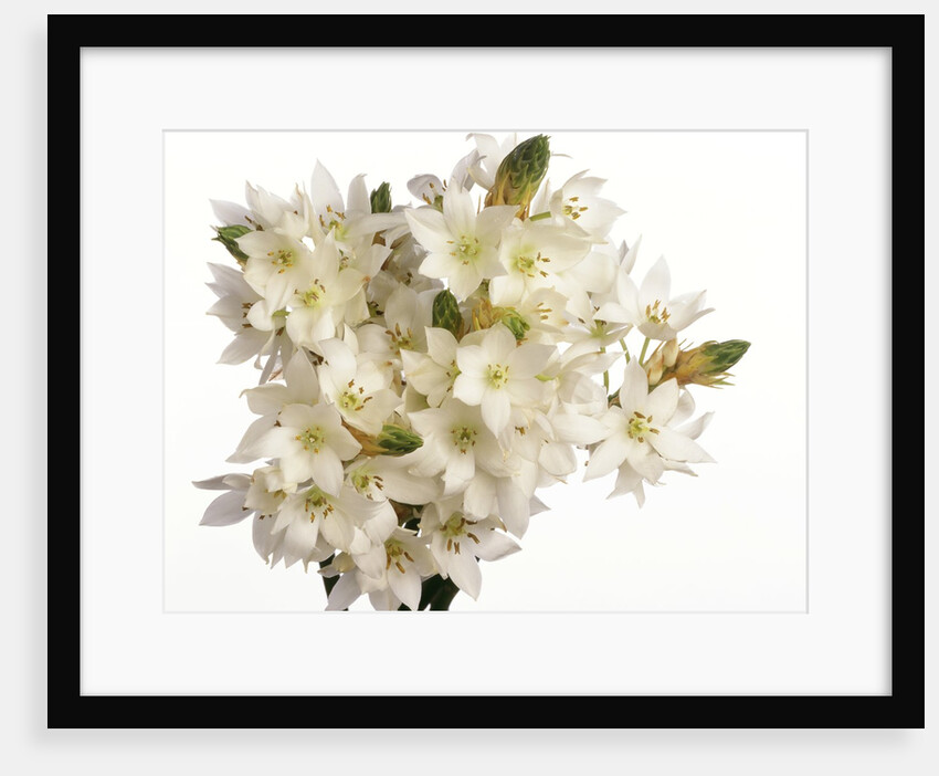 Bouquet of white flowers by Anonymous