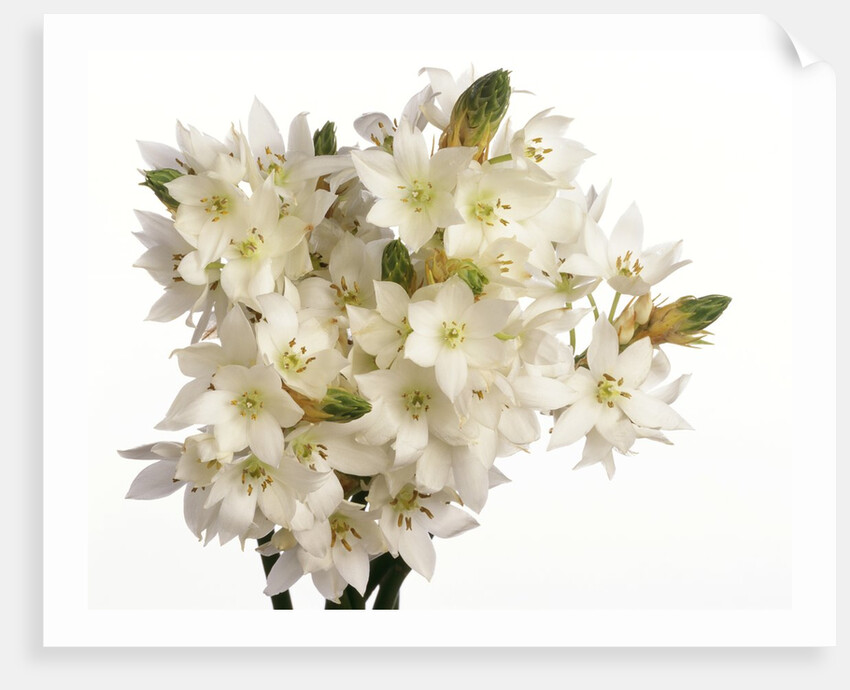 Bouquet of white flowers by Anonymous