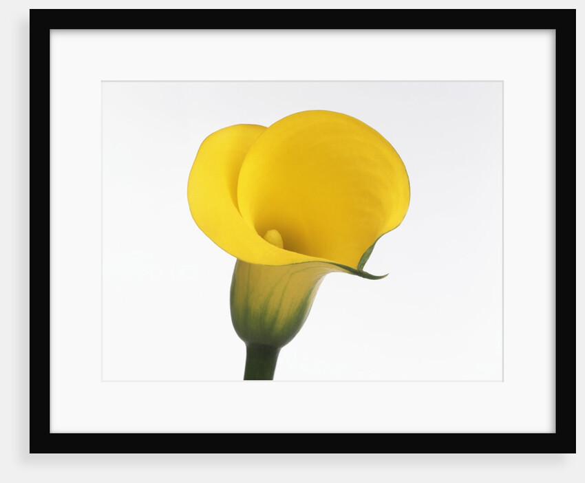 Calla lily by Anonymous