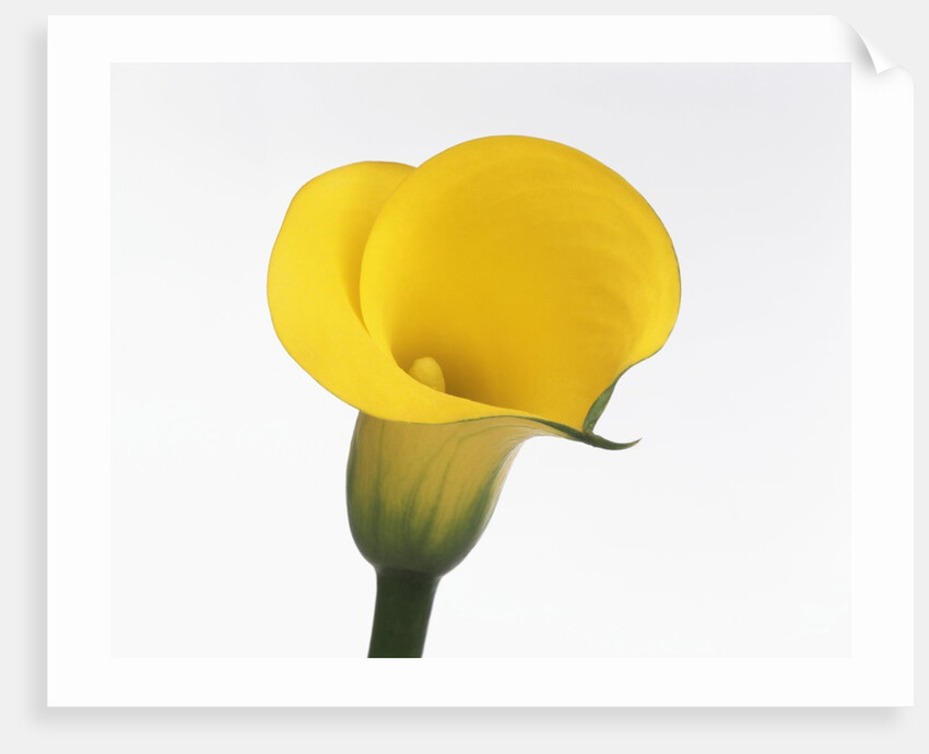Calla lily by Anonymous
