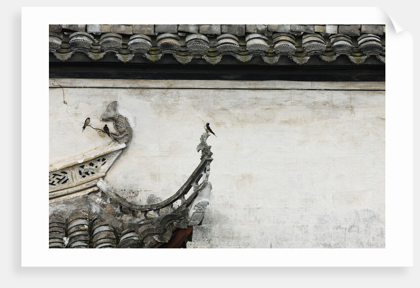 Birds on tiled roof in Xidi, China by Anonymous