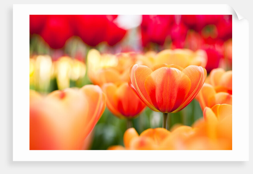 Orange and red tulips by Anonymous