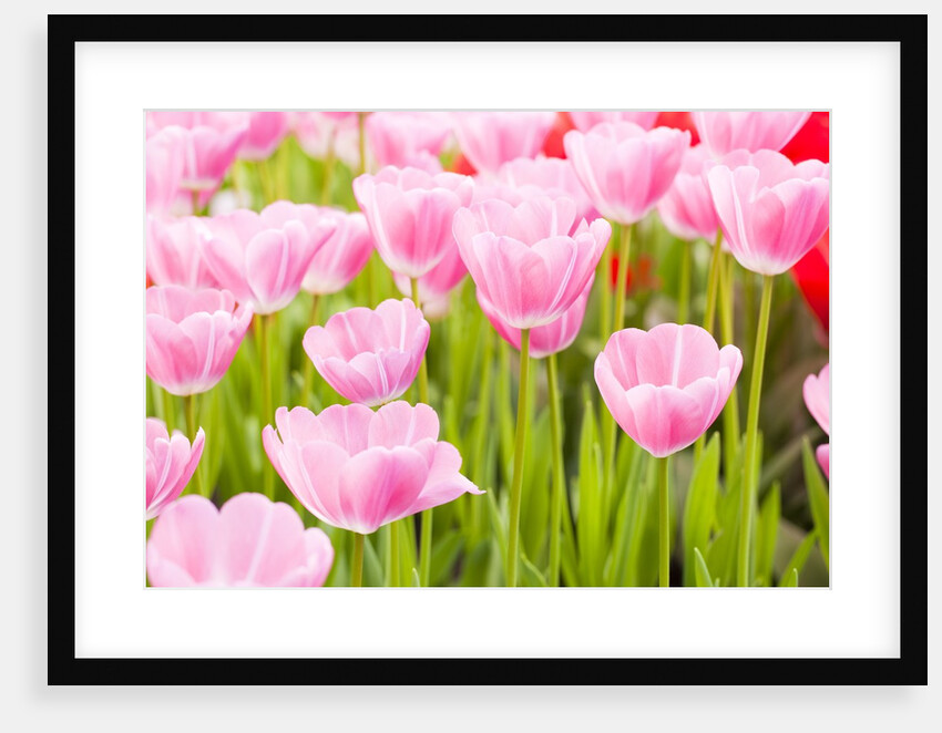 Pink tulips by Anonymous