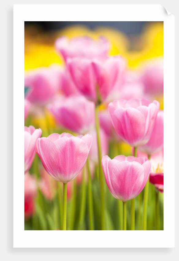 Light pink tulips by Anonymous