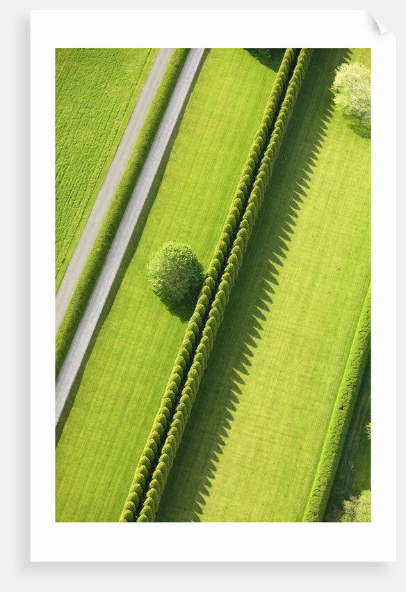 Hedge in The Hamptons by Anonymous