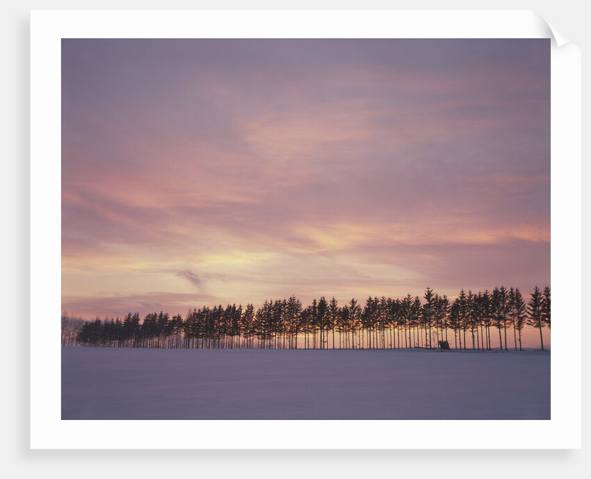 Sunrise over a snow covered field in Hokkaido, Japan by Anonymous