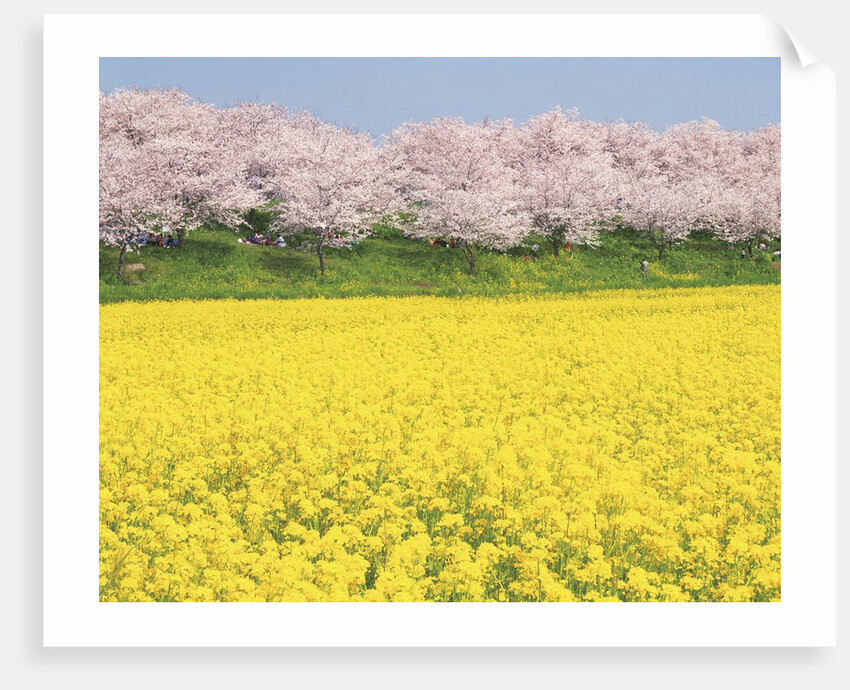 Rape blossom field lined with blossoming cherry trees, Satte, Saitama Prefecture, Japan by Anonymous