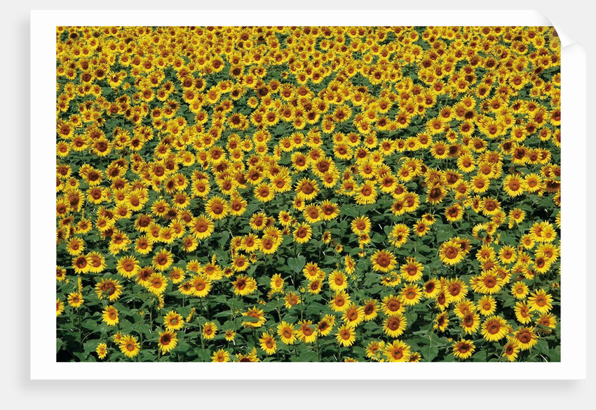 Sunflower field in Hokuto, Yamanashi Prefecture, Japan by Anonymous